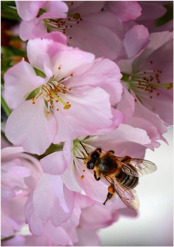 Fotokarte japanische Kirschblüte mit Biene in Uster (Schweiz), Nahaufnahme