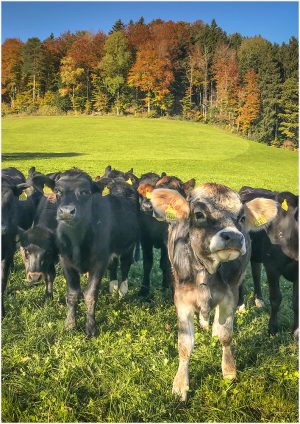Fotokarte Weide mit Rindern im Herbst, Rinderherde bei Bäretswil im Zürcher Oberland (Schweiz)