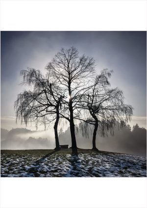 Fotokarte Bäume im Gegenlicht mit Nebelschwaden beim Ghöch im Zürcher Oberland
