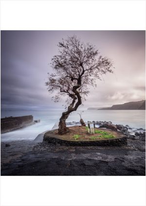 Fotokarte knorriger Baum im alten Hafen von Boca da Ribeira auf der Azoren-Insel Faial (Portugal)