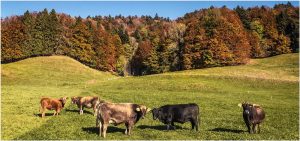 Fotokarte Kühe im Herbst auf Weide bei Bäretswil (Schweiz) vor eingefärbtem Wald, Herbststimmung, Panoramaformat