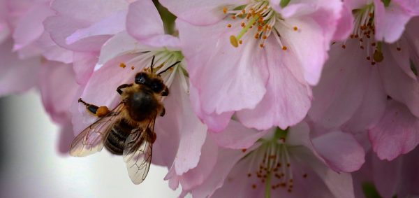 Fotokarte japanische Kirschblüten mit Biene, Makroaufnahme, Panoramaformat