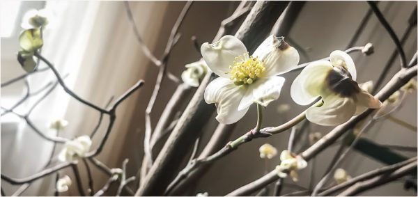 Fotokarte Äste mit Blüten, Blütenzweig, Symbolbild Frühling, Panoramaformat